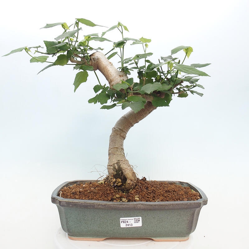 Zimmerbonsai - Malvaviscus arboreus - holziger Hibiskus