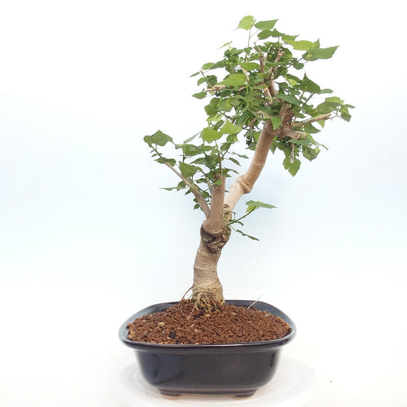 Zimmerbonsai - Malvaviscus arboreus - holziger Hibiskus