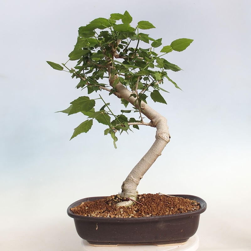 Zimmerbonsai - Malvaviscus arboreus - holziger Hibiskus