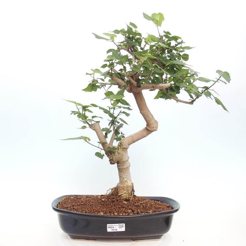 Zimmerbonsai - Malvaviscus arboreus - holziger Hibiskus