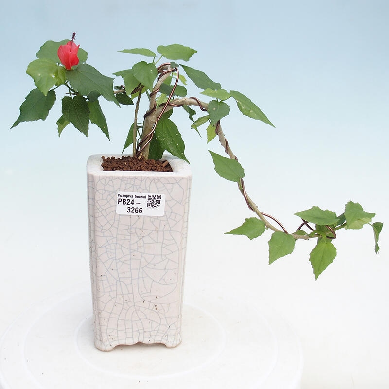 Zimmerbonsai - Malvaviscus arboreus - holziger Hibiskus