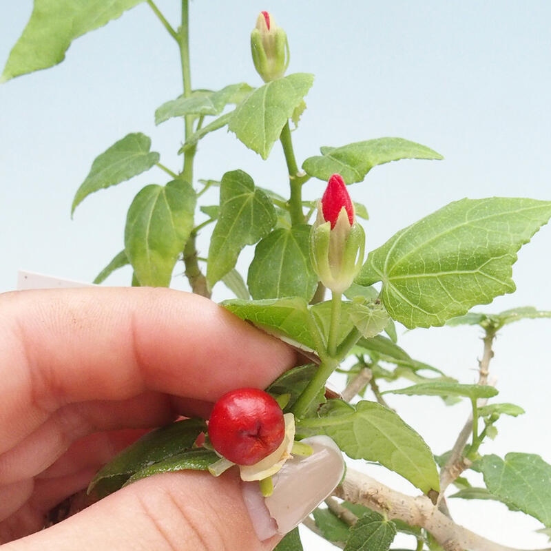 Zimmerbonsai - Malvaviscus arboreus - holziger Hibiskus