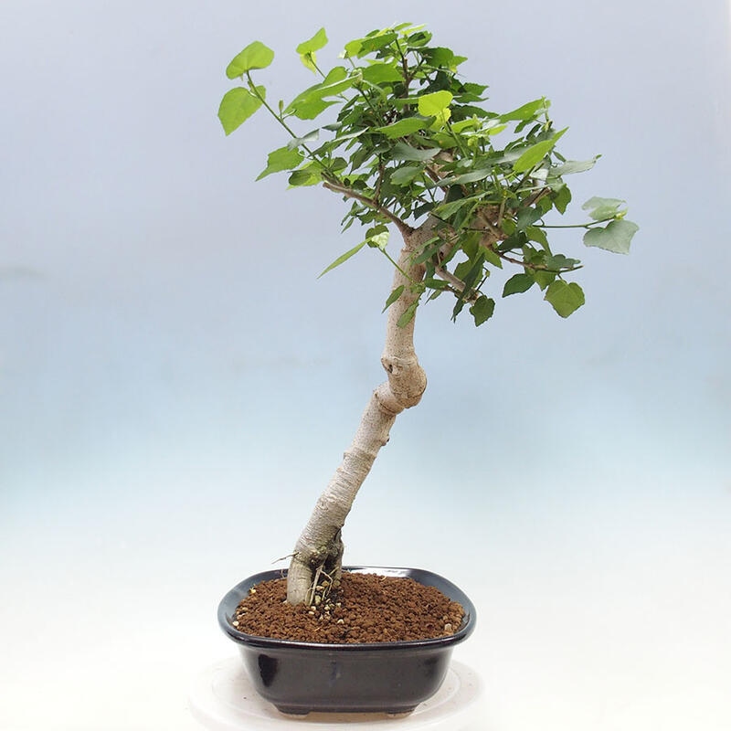 Zimmerbonsai - Malvaviscus arboreus - holziger Hibiskus + SUISEKI-Buch Kostenlos