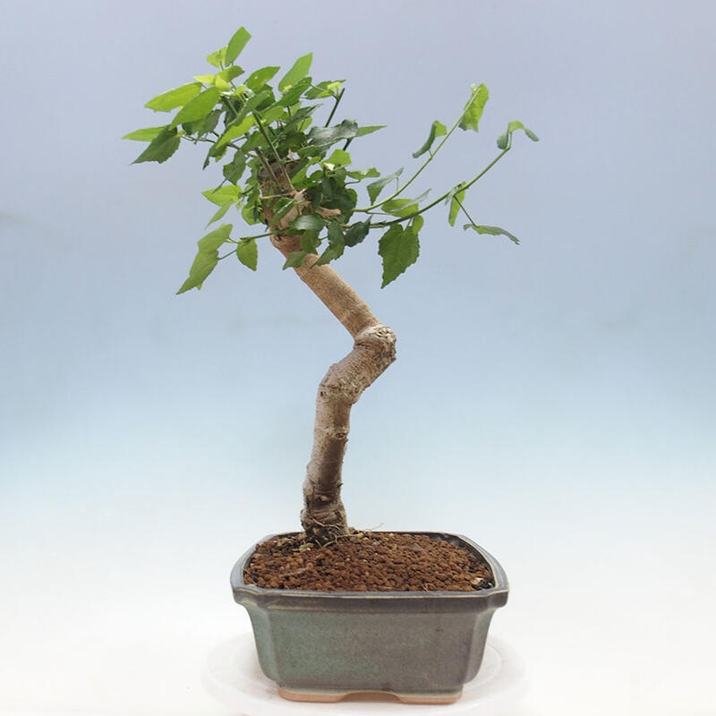 Zimmerbonsai - Malvaviscus arboreus - holziger Hibiskus + SUISEKI-Buch Kostenlos