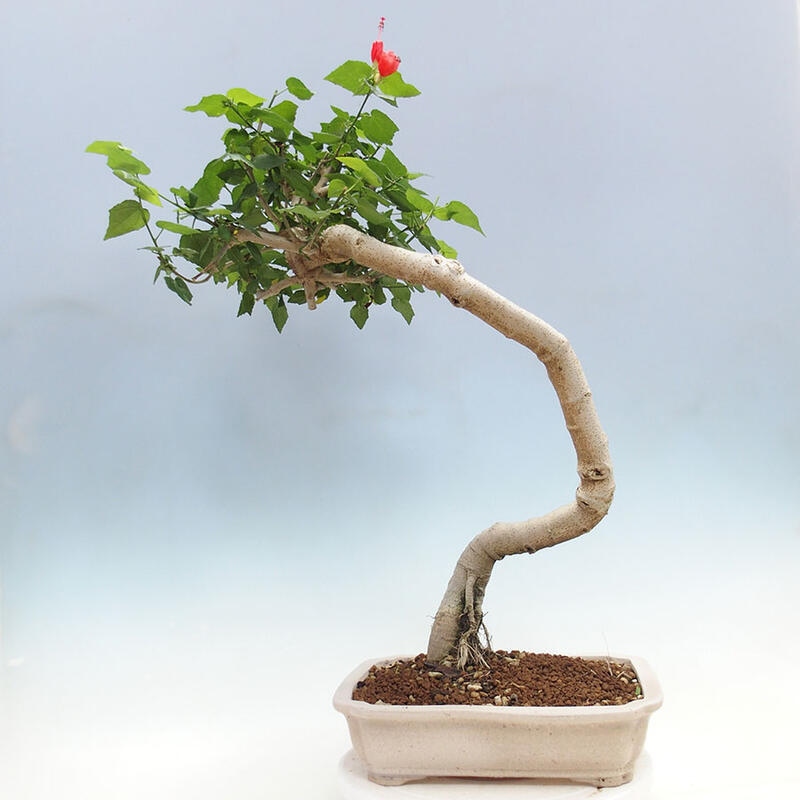 Zimmerbonsai - Malvaviscus arboreus - holziger Hibiskus + SUISEKI-Buch Kostenlos