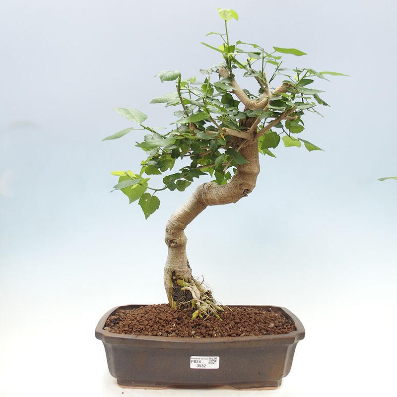 Zimmerbonsai - Malvaviscus arboreus - holziger Hibiskus + SUISEKI-Buch Kostenlos