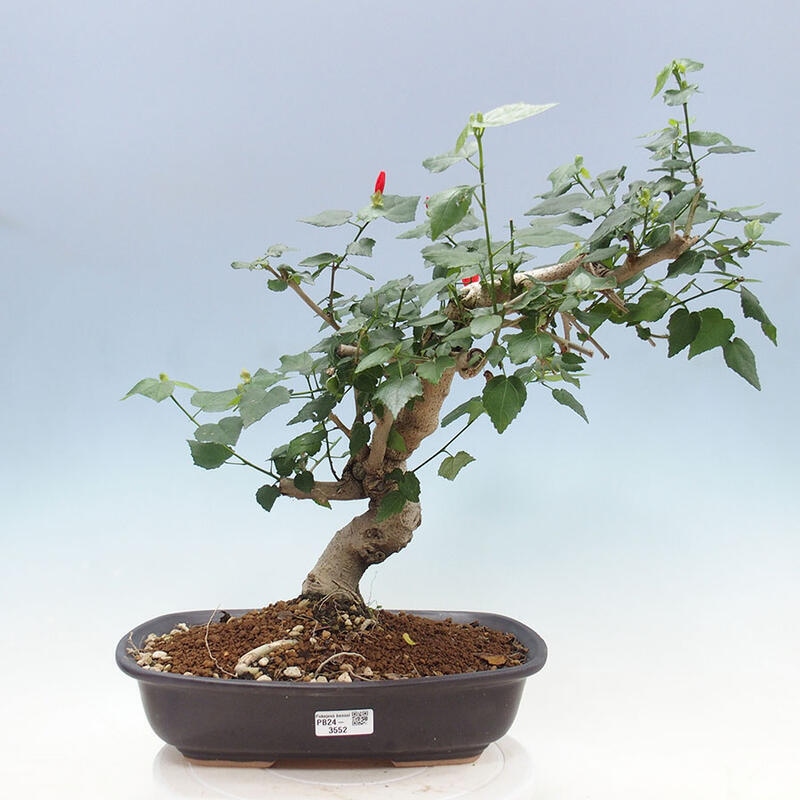 Zimmerbonsai - Malvaviscus arboreus - holziger Hibiskus + SUISEKI-Buch Kostenlos