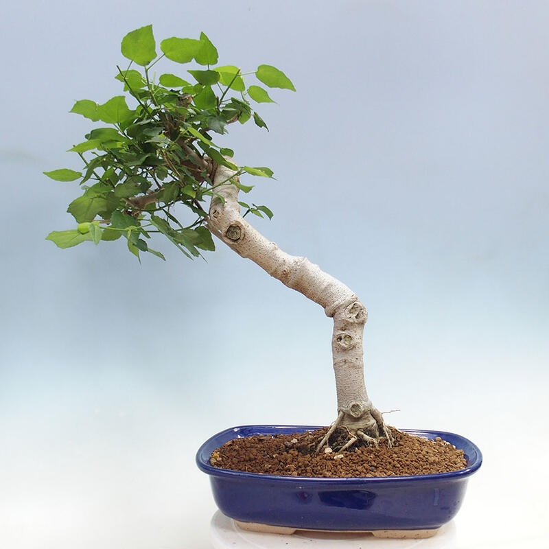 Zimmerbonsai - Malvaviscus arboreus - holziger Hibiskus + SUISEKI-Buch Kostenlos