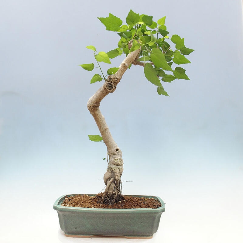 Zimmerbonsai - Malvaviscus arboreus - holziger Hibiskus + SUISEKI-Buch Kostenlos