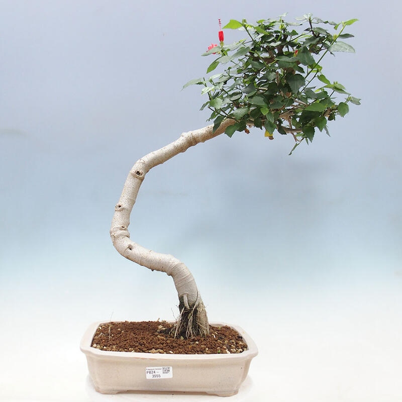 Zimmerbonsai - Malvaviscus arboreus - holziger Hibiskus + SUISEKI-Buch Kostenlos