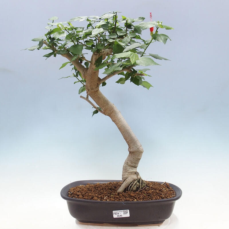 Zimmerbonsai - Malvaviscus arboreus - holziger Hibiskus + SUISEKI-Buch Kostenlos