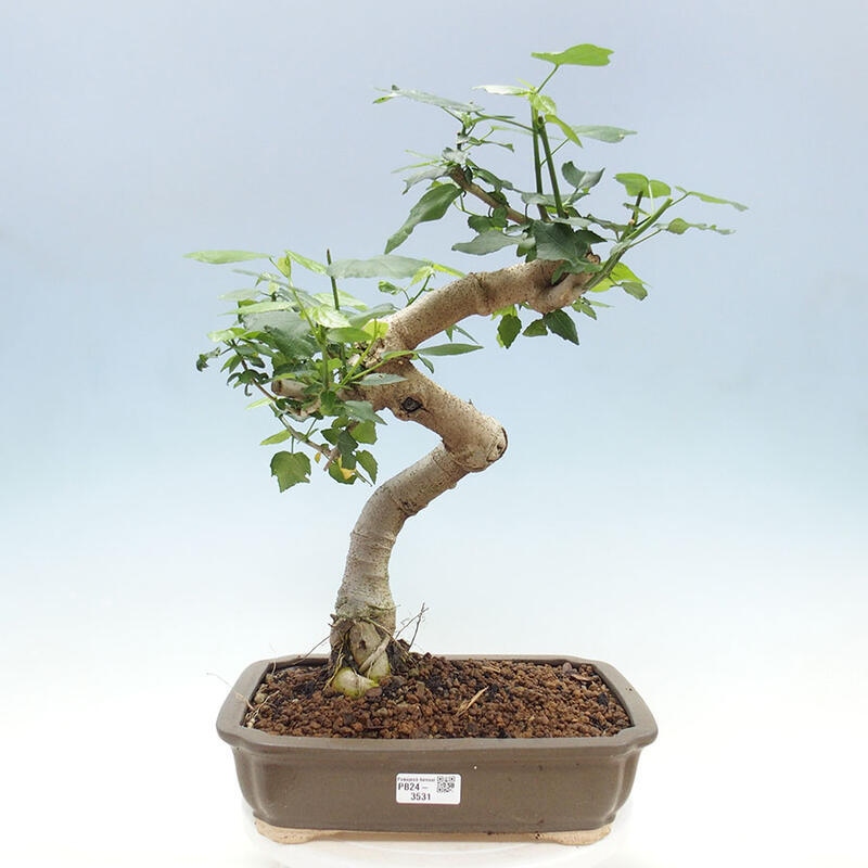 Zimmerbonsai - Malvaviscus arboreus - holziger Hibiskus + SUISEKI-Buch Kostenlos