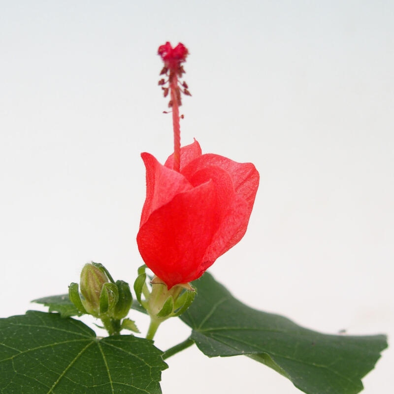 Zimmerbonsai - Malvaviscus arboreus - holziger Hibiskus + SUISEKI-Buch Kostenlos