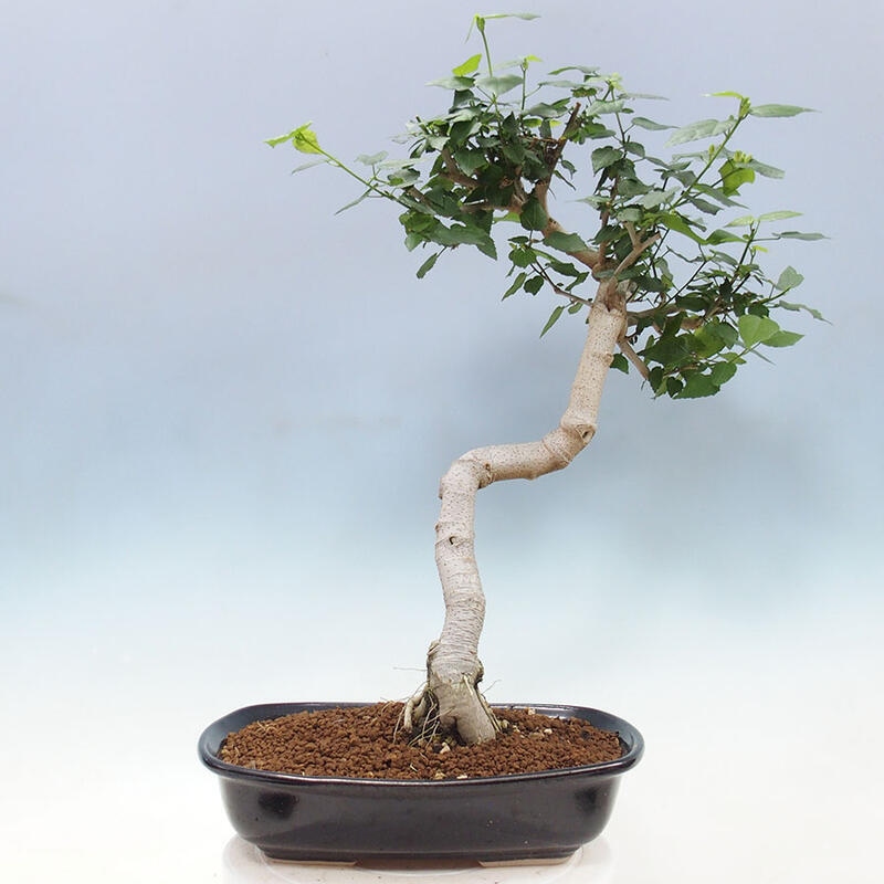 Zimmerbonsai - Malvaviscus arboreus - holziger Hibiskus + SUISEKI-Buch Kostenlos