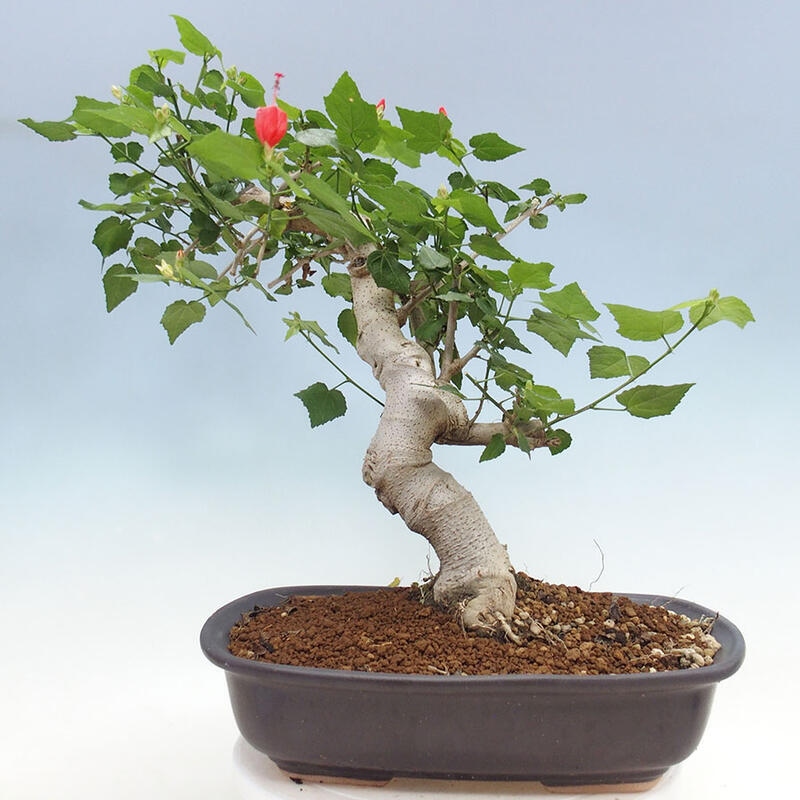 Zimmerbonsai - Malvaviscus arboreus - holziger Hibiskus + SUISEKI-Buch Kostenlos