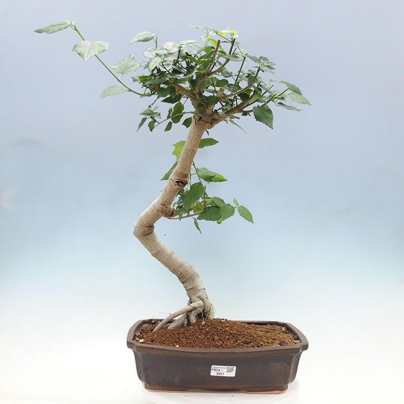 Zimmerbonsai - Malvaviscus arboreus - holziger Hibiskus + SUISEKI-Buch Kostenlos