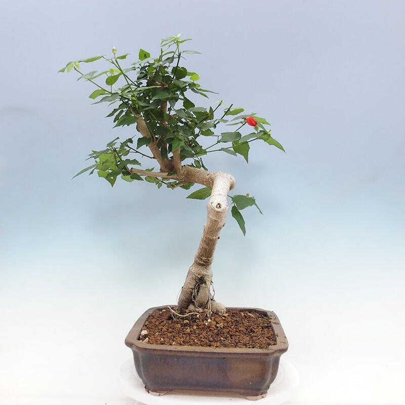 Zimmerbonsai - Malvaviscus arboreus - holziger Hibiskus + SUISEKI-Buch Kostenlos