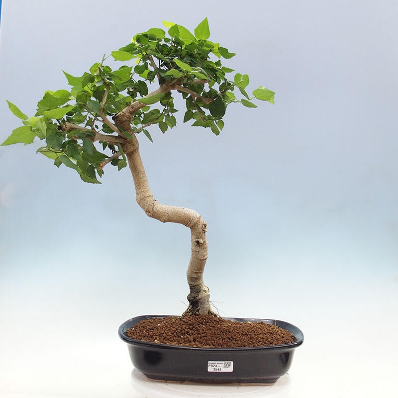 Zimmerbonsai - Malvaviscus arboreus - holziger Hibiskus + SUISEKI-Buch Kostenlos