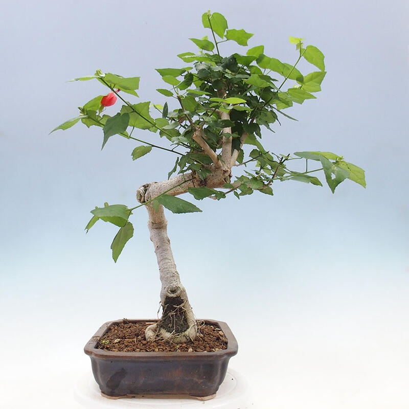 Zimmerbonsai - Malvaviscus arboreus - holziger Hibiskus + SUISEKI-Buch Kostenlos