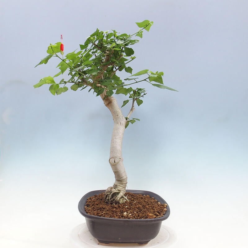 Zimmerbonsai - Malvaviscus arboreus - holziger Hibiskus + SUISEKI-Buch Kostenlos