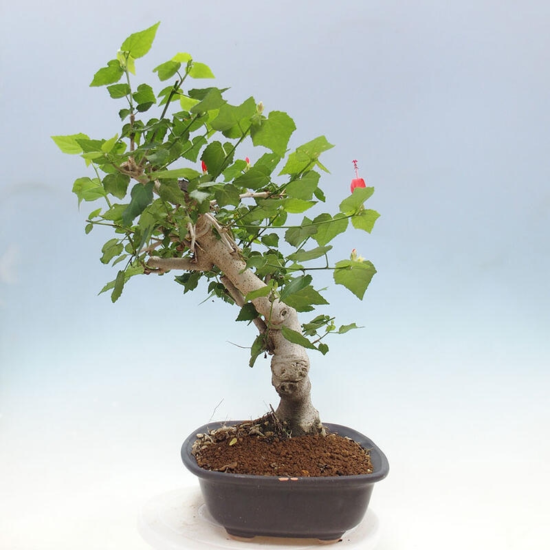 Zimmerbonsai - Malvaviscus arboreus - holziger Hibiskus + SUISEKI-Buch Kostenlos