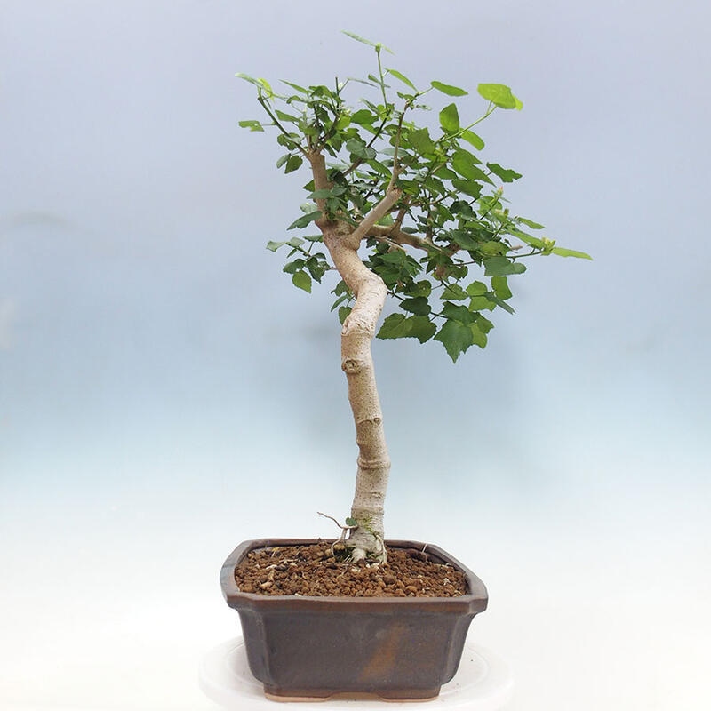 Zimmerbonsai - Malvaviscus arboreus - holziger Hibiskus + SUISEKI-Buch Kostenlos