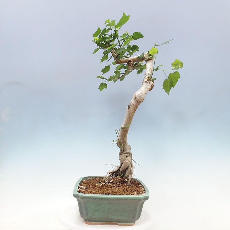 Zimmerbonsai - Malvaviscus arboreus - holziger Hibiskus + SUISEKI-Buch Kostenlos