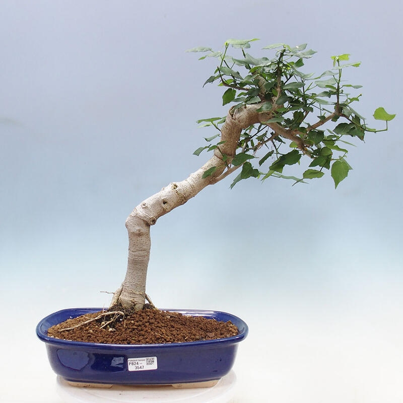 Zimmerbonsai - Malvaviscus arboreus - holziger Hibiskus + SUISEKI-Buch Kostenlos