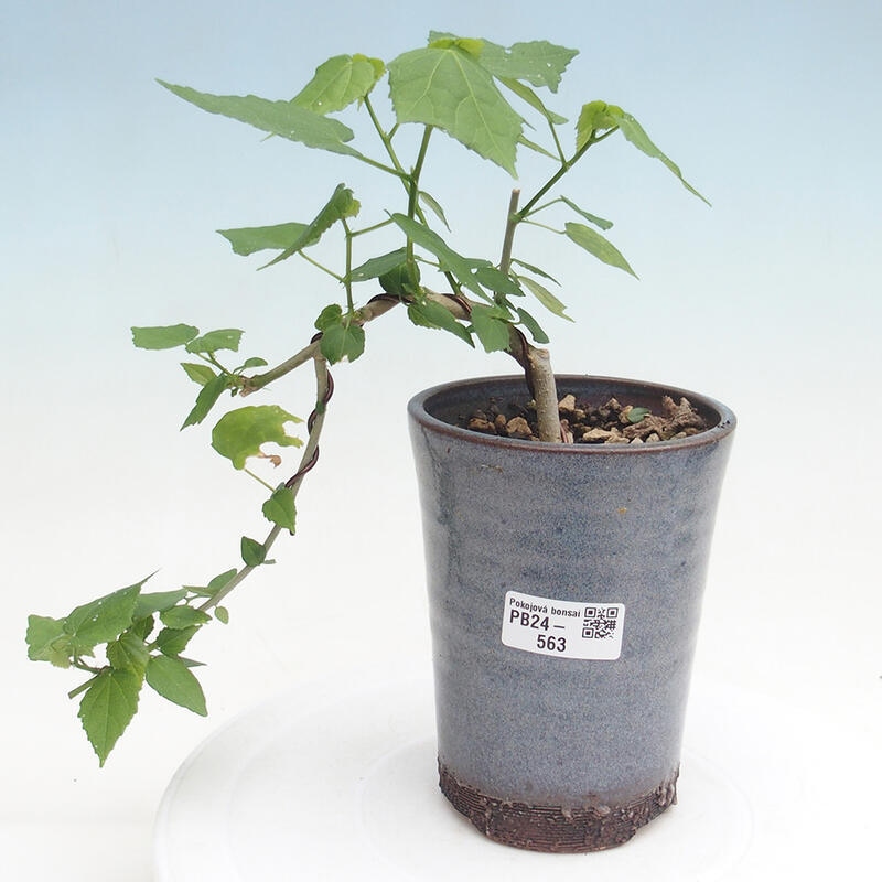 Zimmerbonsai - Malvaviscus arboreus - holziger Hibiskus