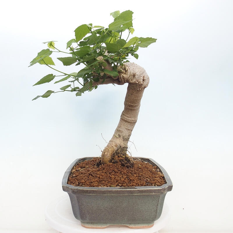 Zimmerbonsai - Malvaviscus arboreus - holziger Hibiskus