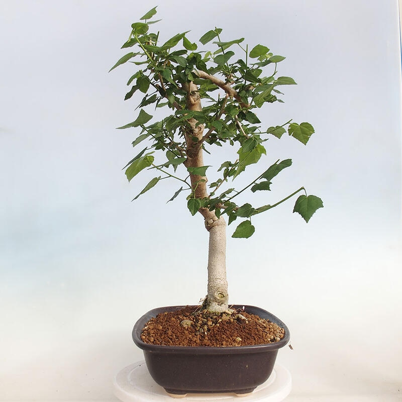 Zimmerbonsai - Malvaviscus arboreus - holziger Hibiskus