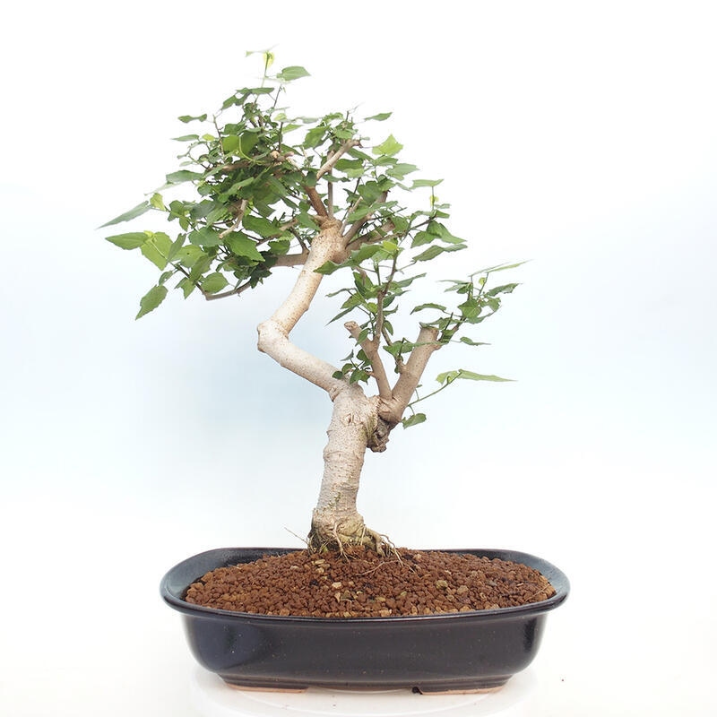 Zimmerbonsai - Malvaviscus arboreus - holziger Hibiskus