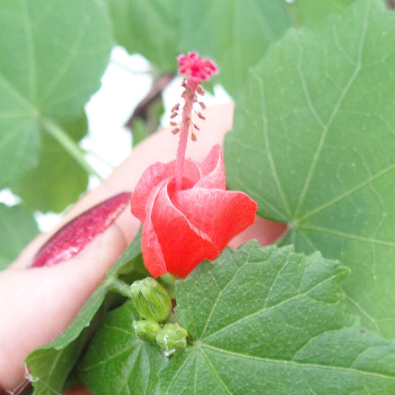 Zimmerbonsai - Malvaviscus arboreus - holziger Hibiskus