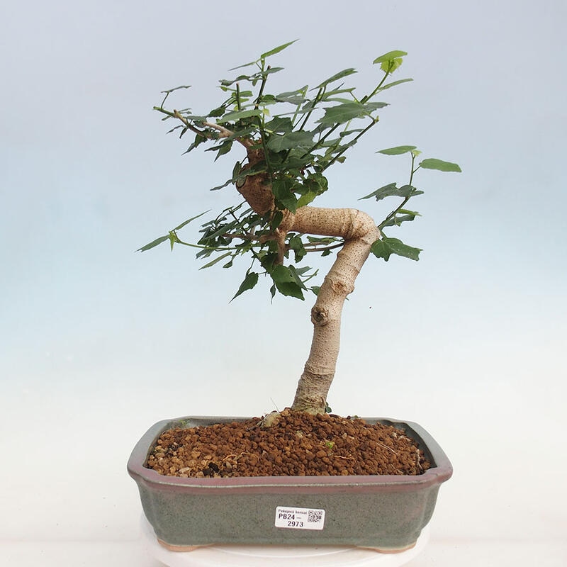 Zimmerbonsai - Malvaviscus arboreus - holziger Hibiskus