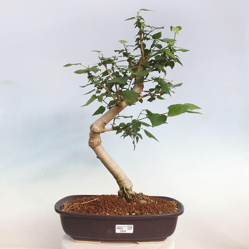 Zimmerbonsai - Malvaviscus arboreus - holziger Hibiskus