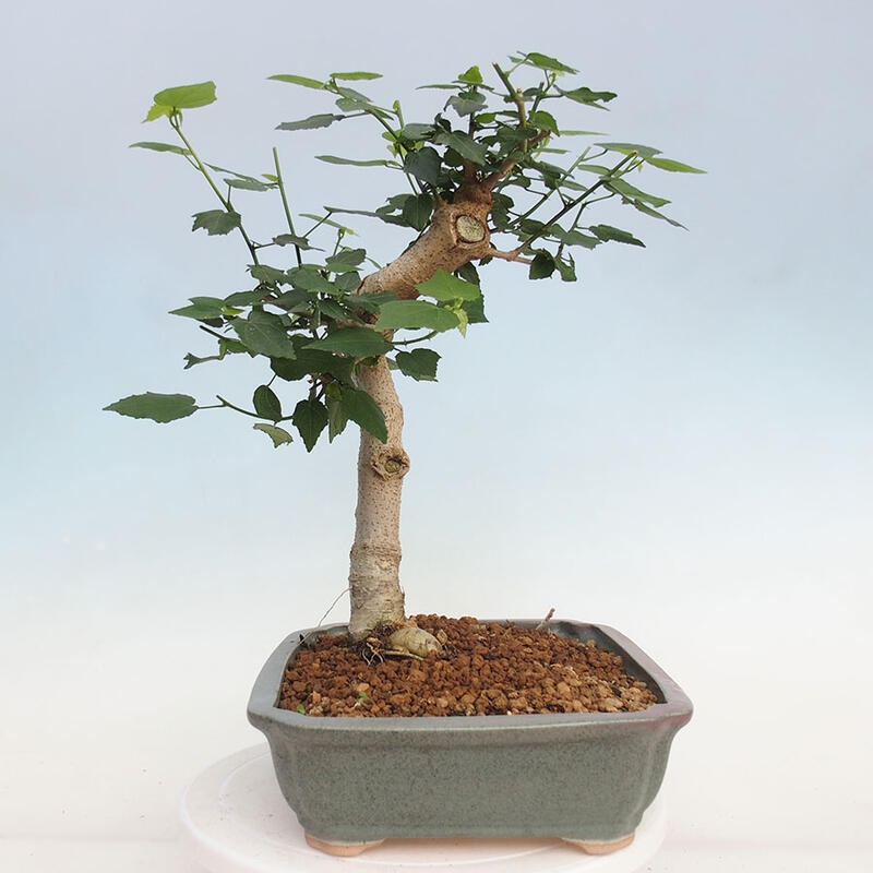 Zimmerbonsai - Malvaviscus arboreus - holziger Hibiskus