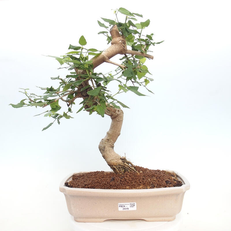 Zimmerbonsai - Malvaviscus arboreus - holziger Hibiskus