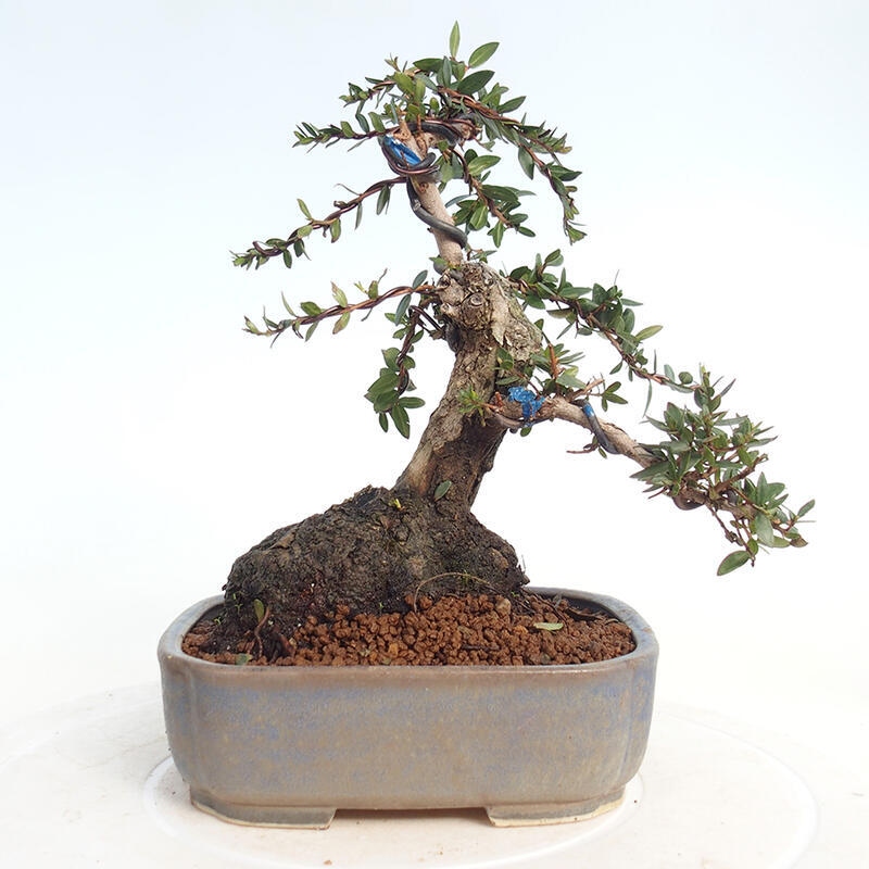 Zimmerbonsai - Myrtus communis - Gewöhnliche Myrte