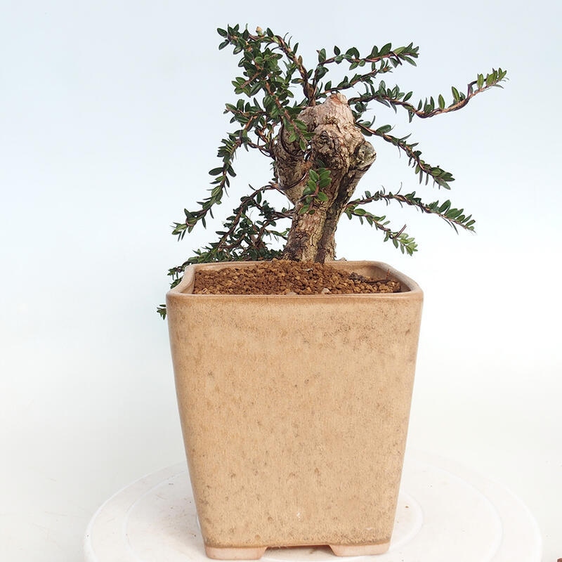 Zimmerbonsai - Myrtus communis - Gewöhnliche Myrte