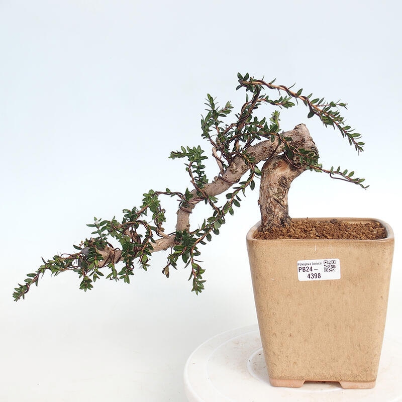 Zimmerbonsai - Myrtus communis - Gewöhnliche Myrte