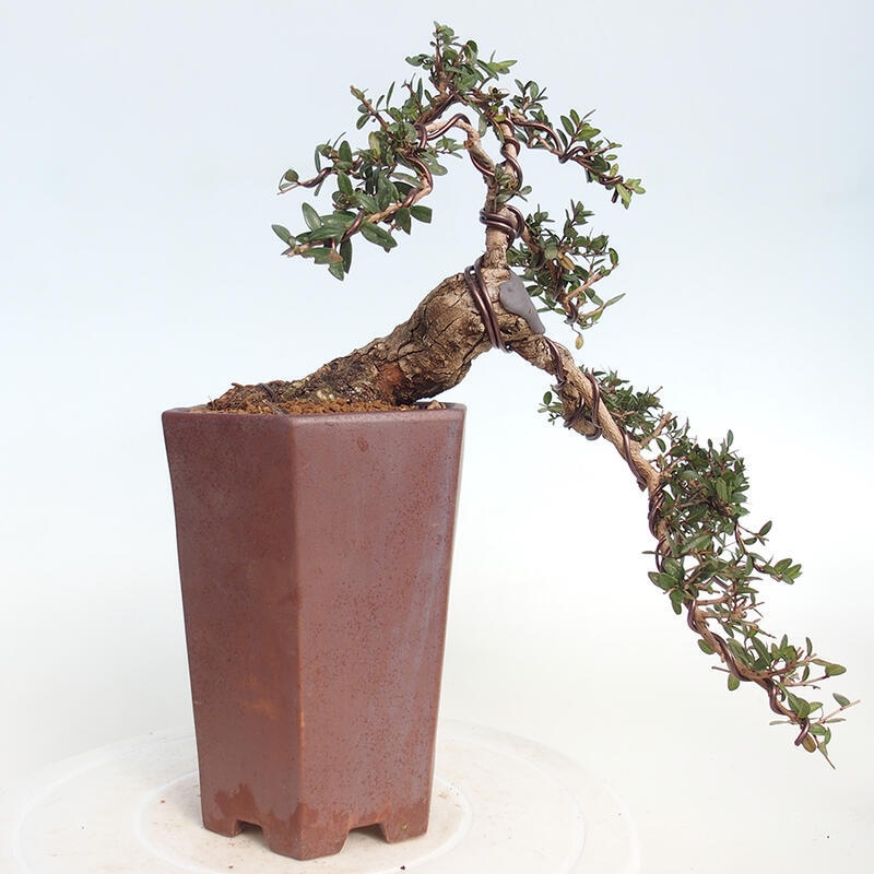 Zimmerbonsai - Myrtus communis - Gewöhnliche Myrte