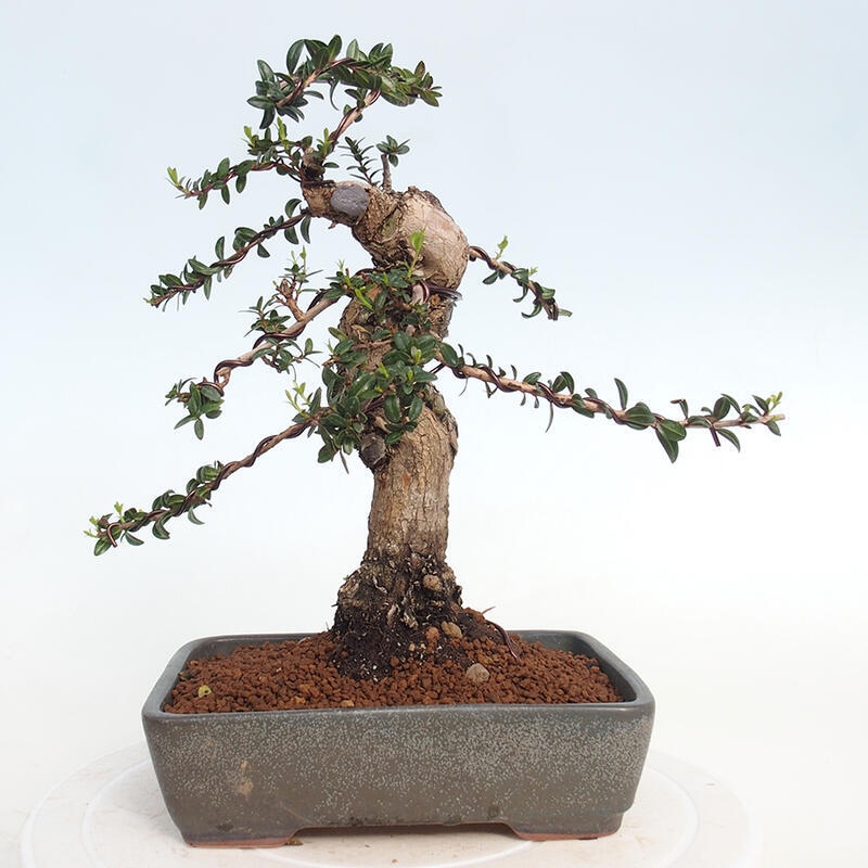 Zimmerbonsai - Myrtus communis - Gewöhnliche Myrte