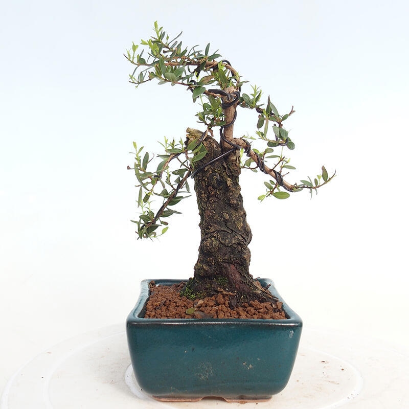 Zimmerbonsai - Myrtus communis - Gewöhnliche Myrte