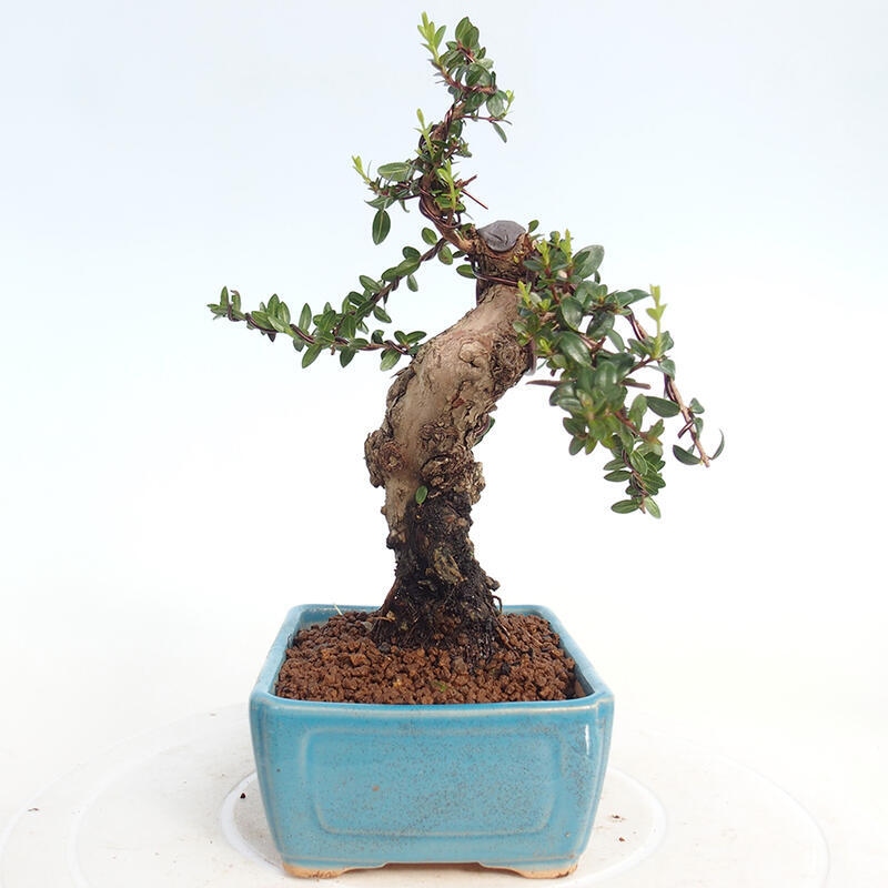 Zimmerbonsai - Myrtus communis - Gewöhnliche Myrte