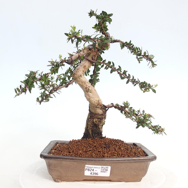 Zimmerbonsai - Myrtus communis - Gewöhnliche Myrte