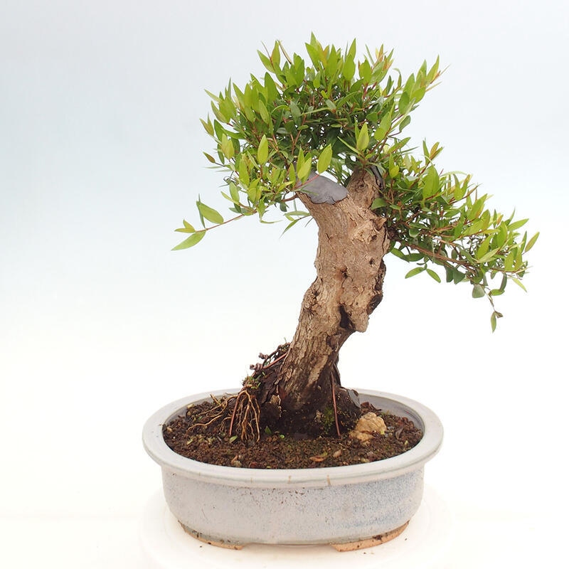 Zimmerbonsai - Myrtus communis - Gewöhnliche Myrte