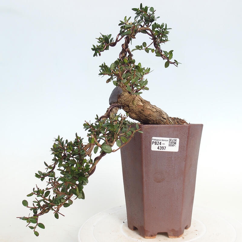 Zimmerbonsai - Myrtus communis - Gewöhnliche Myrte