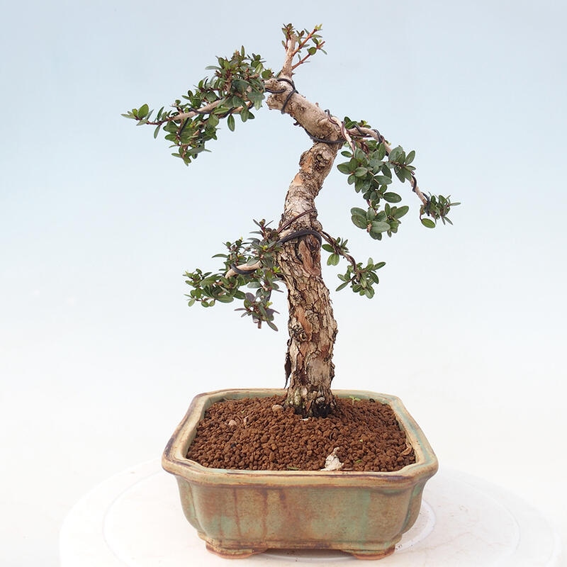 Zimmerbonsai - Myrtus communis - Gewöhnliche Myrte