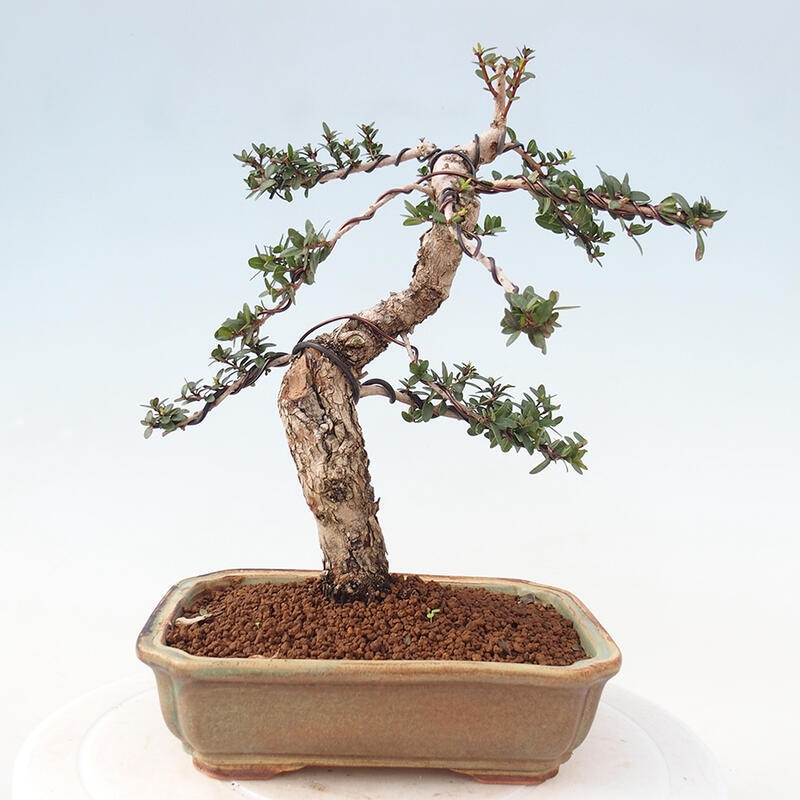 Zimmerbonsai - Myrtus communis - Gewöhnliche Myrte