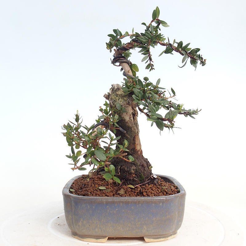 Zimmerbonsai - Myrtus communis - Gewöhnliche Myrte